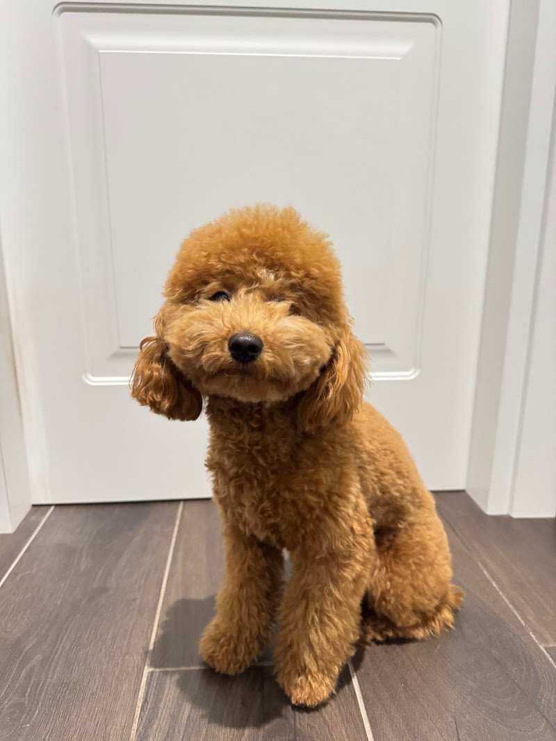 BLUE ANGEL GROOMING, Toelettatura per cani. - Foto 1