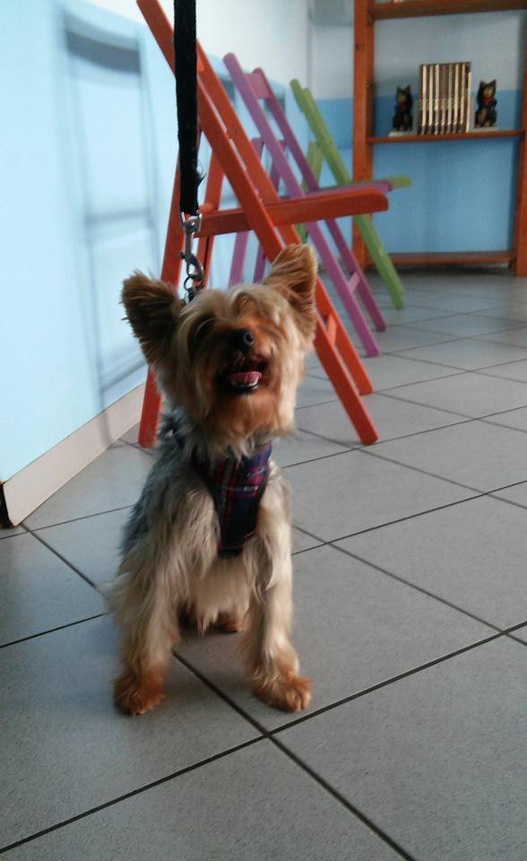 Boba Wash di Balucani Paola - Foto 1