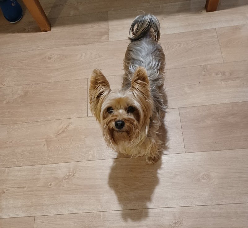 Boba Wash di Balucani Paola - Foto 2