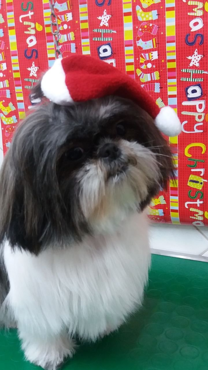 Bolle a 4 Zampe Romito Magra - Foto 1