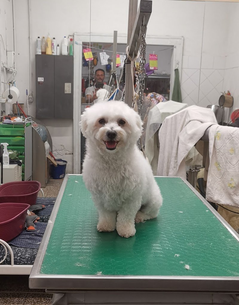 Bolle a 4 Zampe Romito Magra - Foto 3