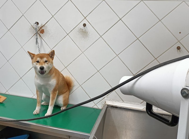 Bolle a 4 Zampe Romito Magra - Foto 4