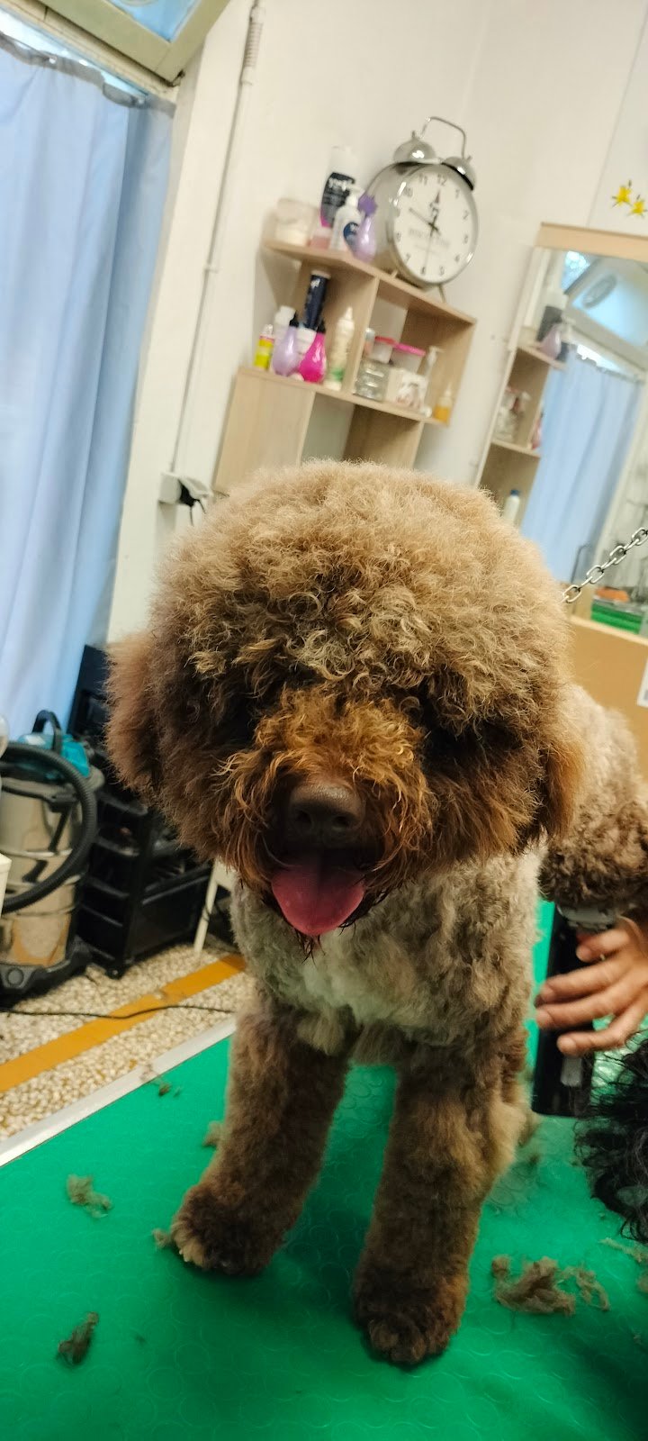 Bolle a 4 Zampe Romito Magra - Foto 5