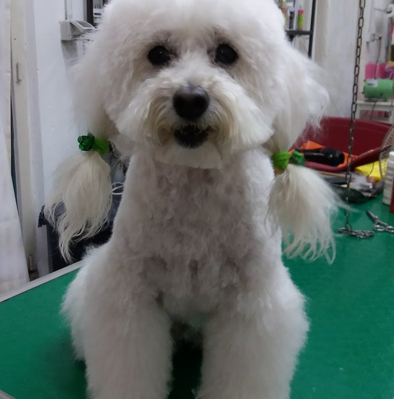 Bolle a 4 Zampe Romito Magra - Foto 6