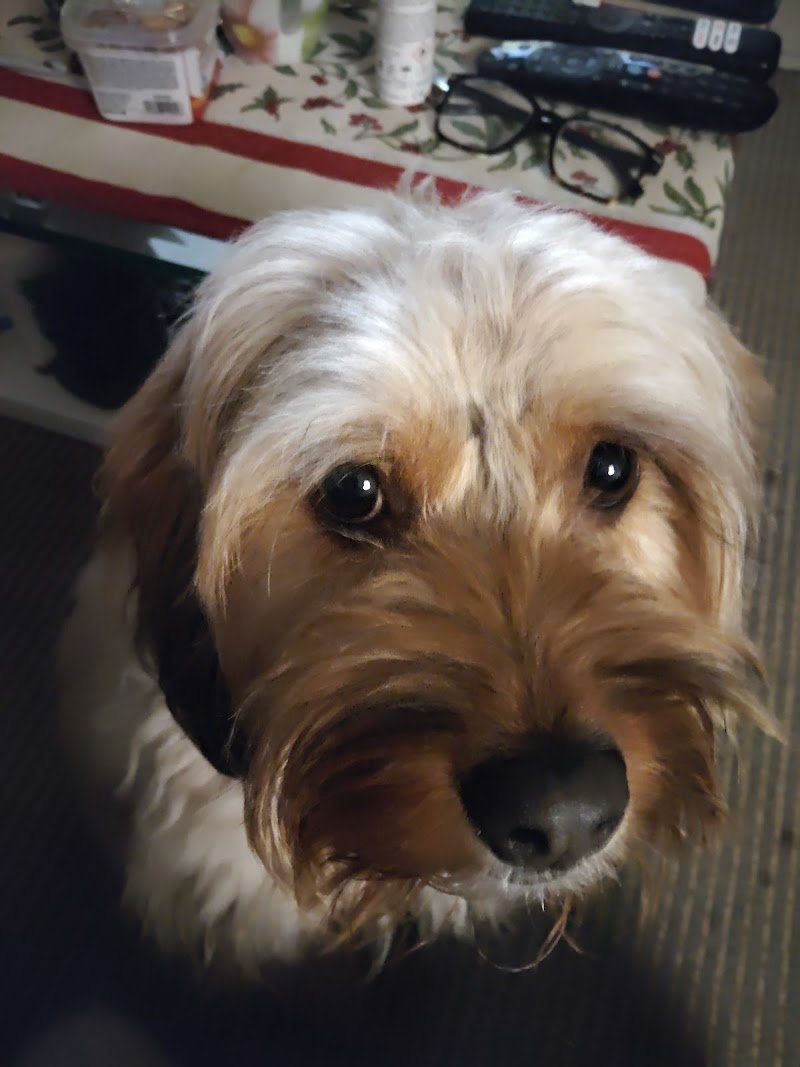 Borotalco Washing Dogs - Foto 3