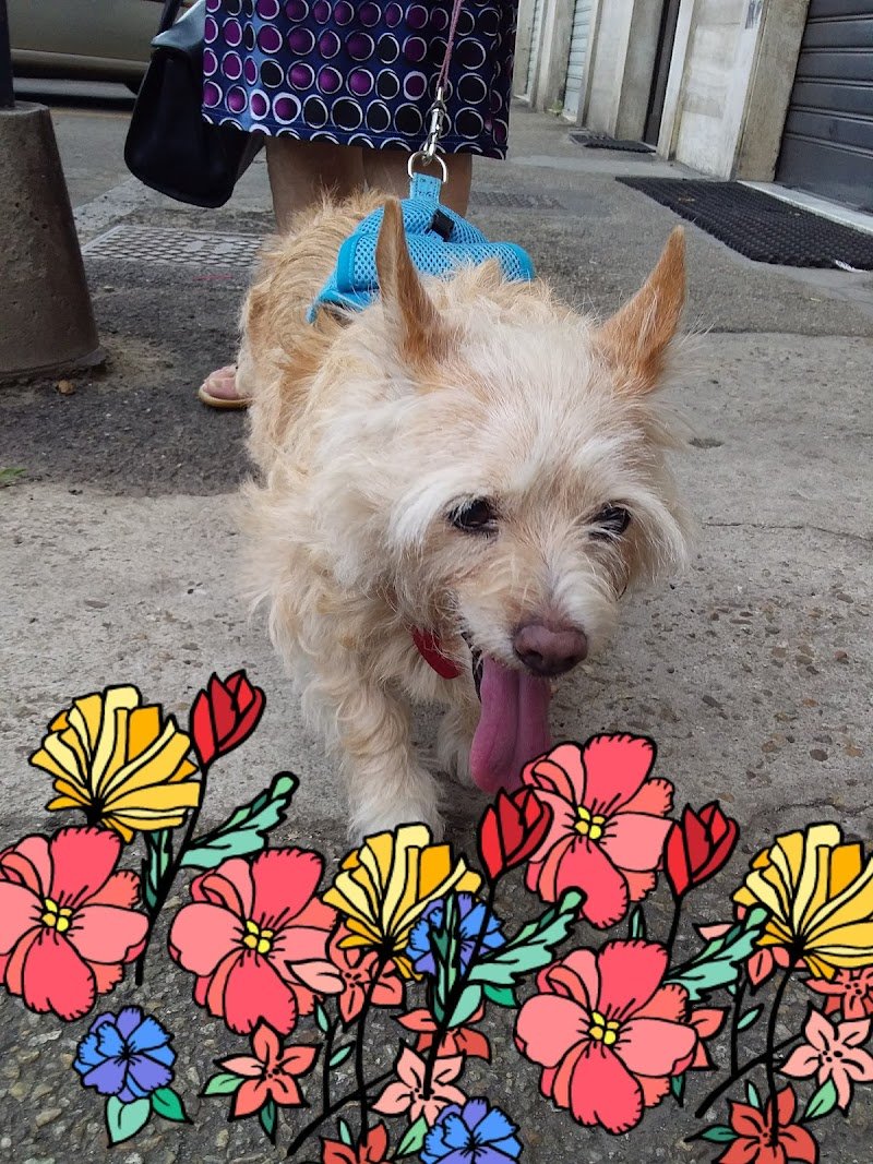 Bottega del Cane - Foto 2