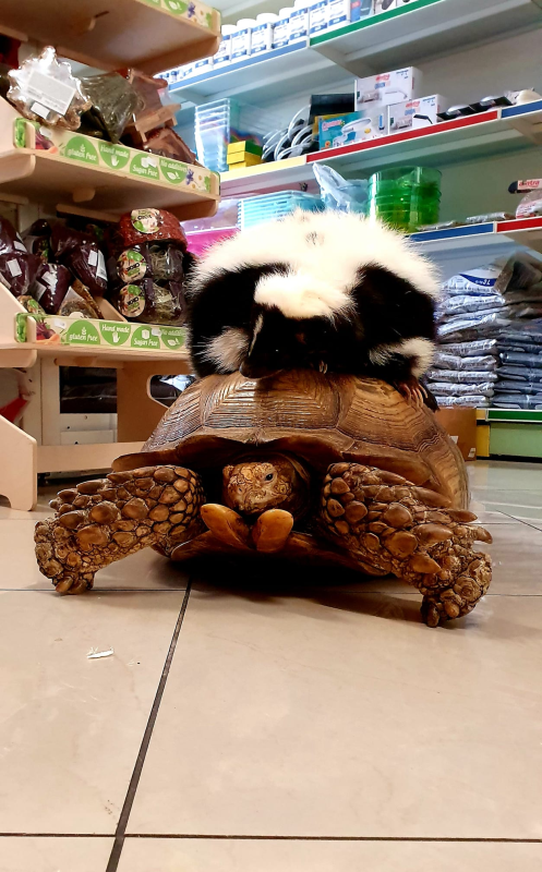 Braccobaldo Store - Bracco Zoo - Foto 2