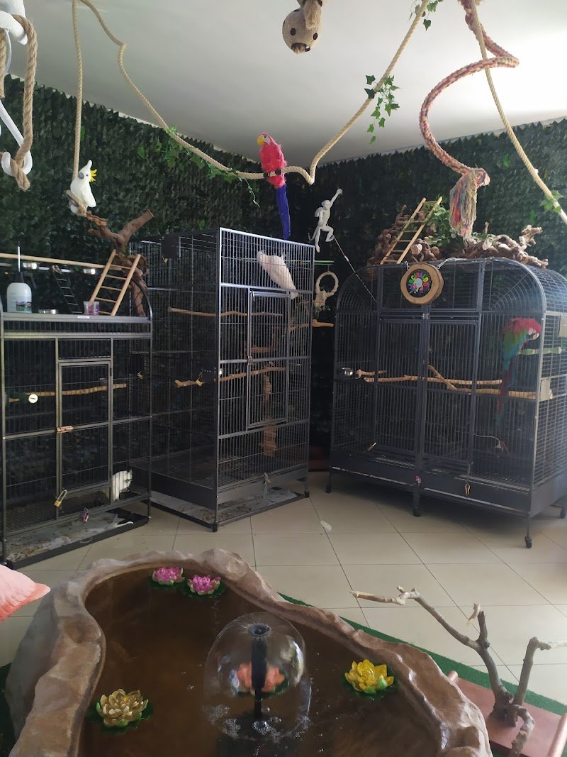 Braccobaldo Store - Bracco Zoo - Foto 5