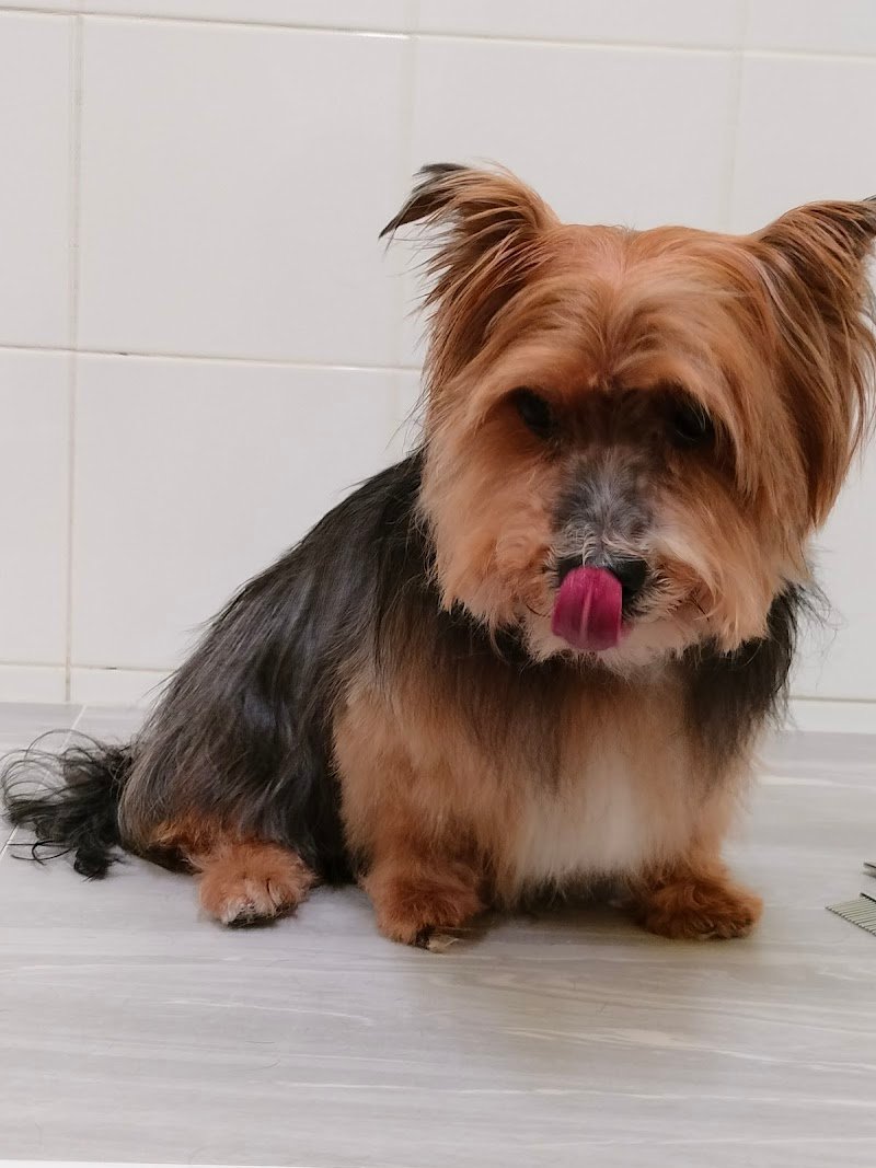 Braccobaldo Toelettatura Uccelleria PetShop - Foto 1