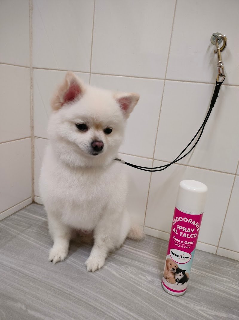 Braccobaldo Toelettatura Uccelleria PetShop - Foto 2