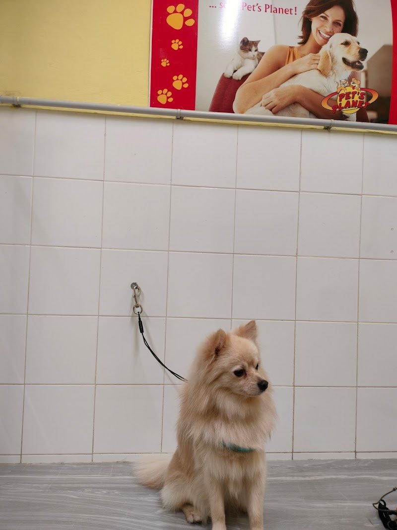 Braccobaldo Toelettatura Uccelleria PetShop - Foto 4