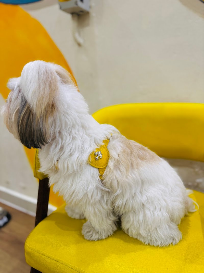 Brilli Pet Boutique - Toelettatura Alimenti Ed Accessori Animali - Foto 4