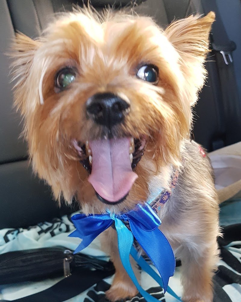 Bubilandia Toelettatura - Foto 1