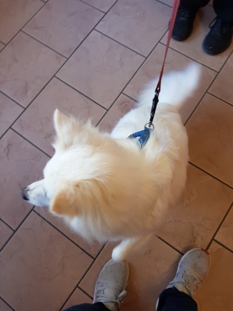 Bubilandia Toelettatura - Foto 2