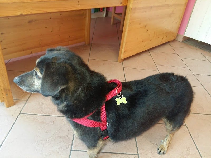 Bubilandia Toelettatura - Foto 4