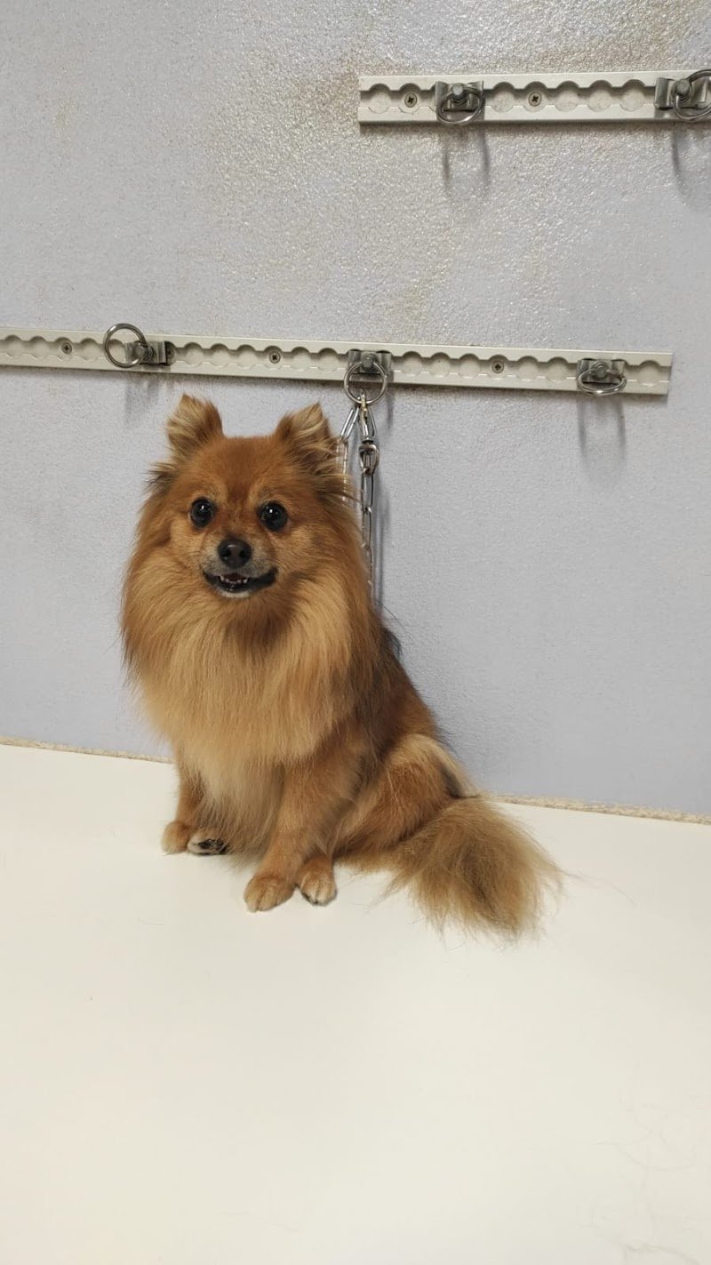 Bubilandia Toelettatura - Foto 5