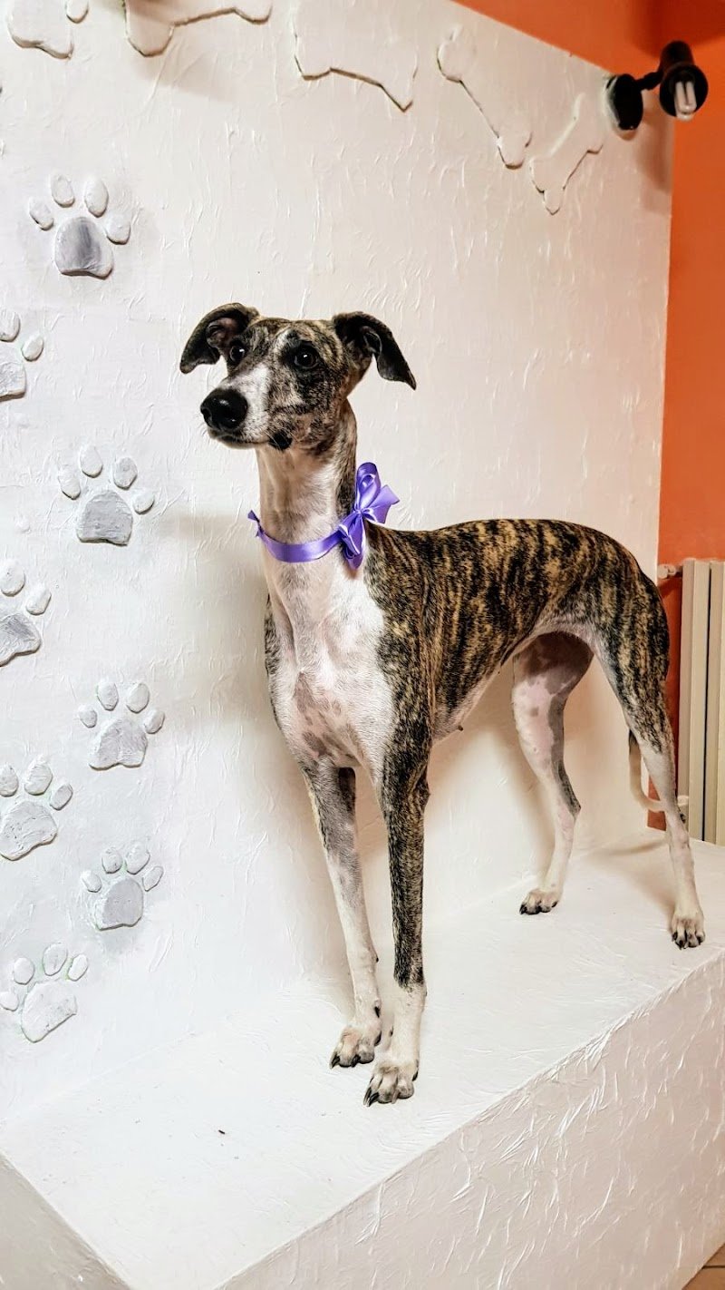 Bubilandia Toelettatura - Foto 6