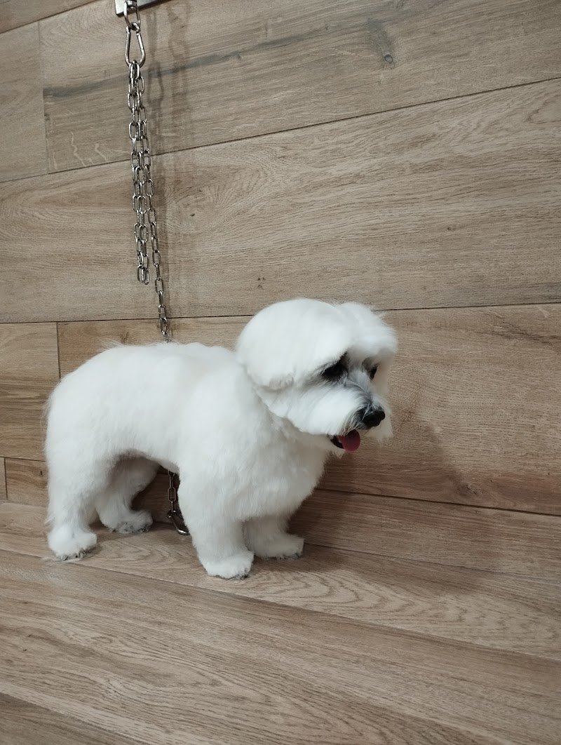 Bulli e Basta Toelettatura & Pet Shop Di Cardella Maria Cristina - Foto 1