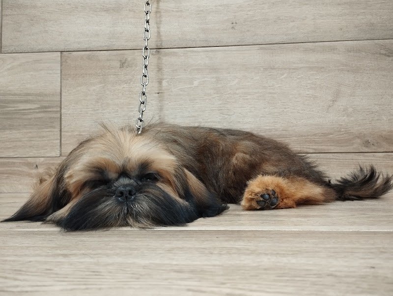 Bulli e Basta Toelettatura & Pet Shop Di Cardella Maria Cristina - Foto 2