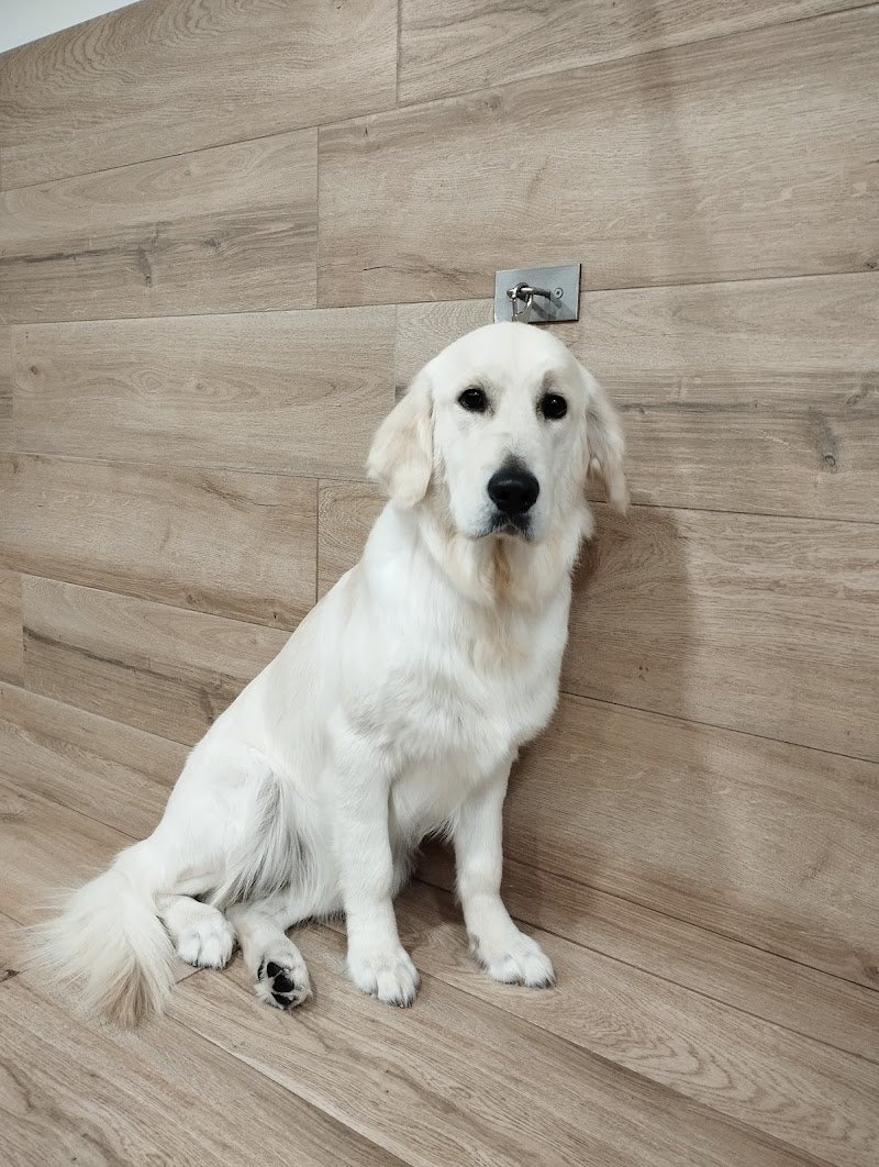 Bulli e Basta Toelettatura & Pet Shop Di Cardella Maria Cristina - Foto 3