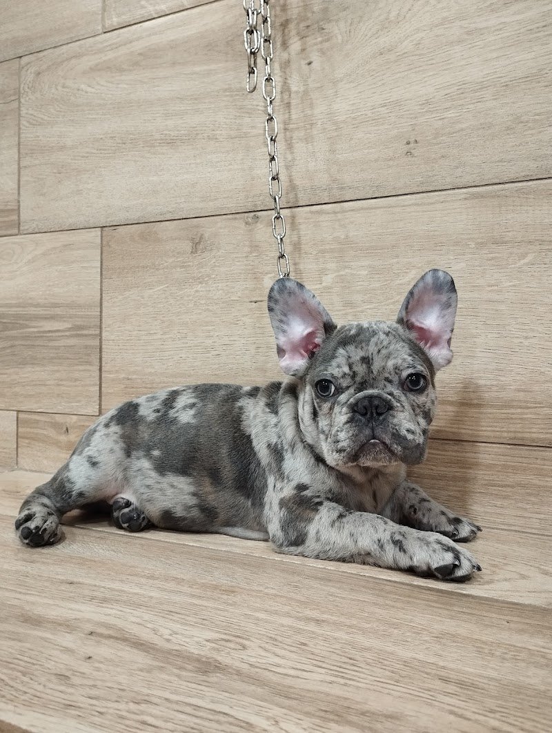 Bulli e Basta Toelettatura & Pet Shop Di Cardella Maria Cristina - Foto 4