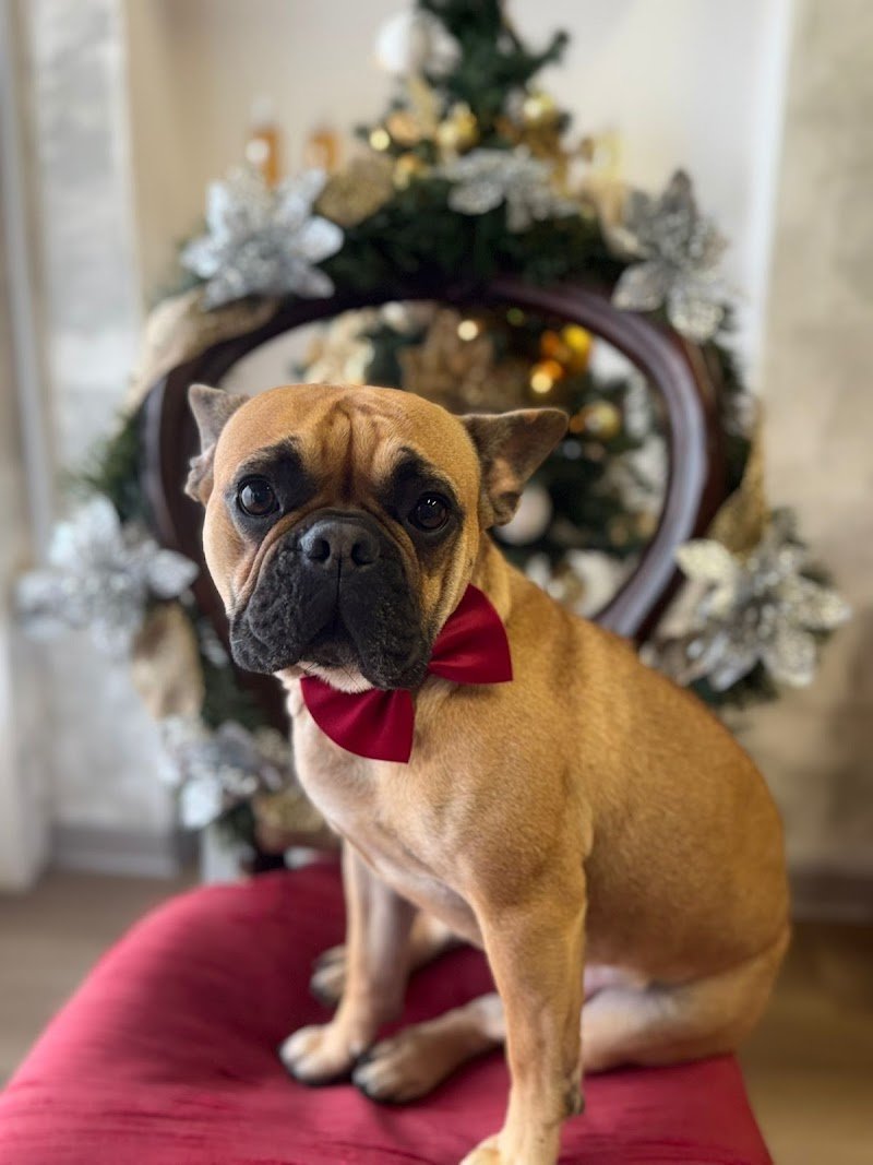 Bulli e Pupe Toelettatura - Foto 1