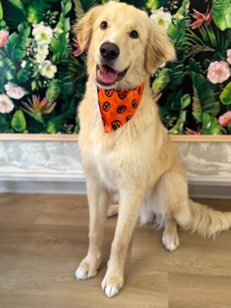 Bulli e Pupe Toelettatura - Foto 2