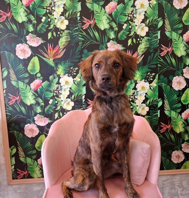 Bulli e Pupe Toelettatura - Foto 3