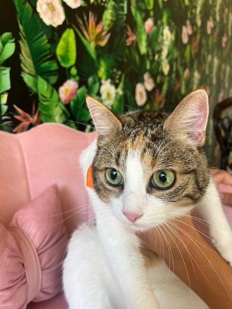 Bulli e Pupe Toelettatura - Foto 4