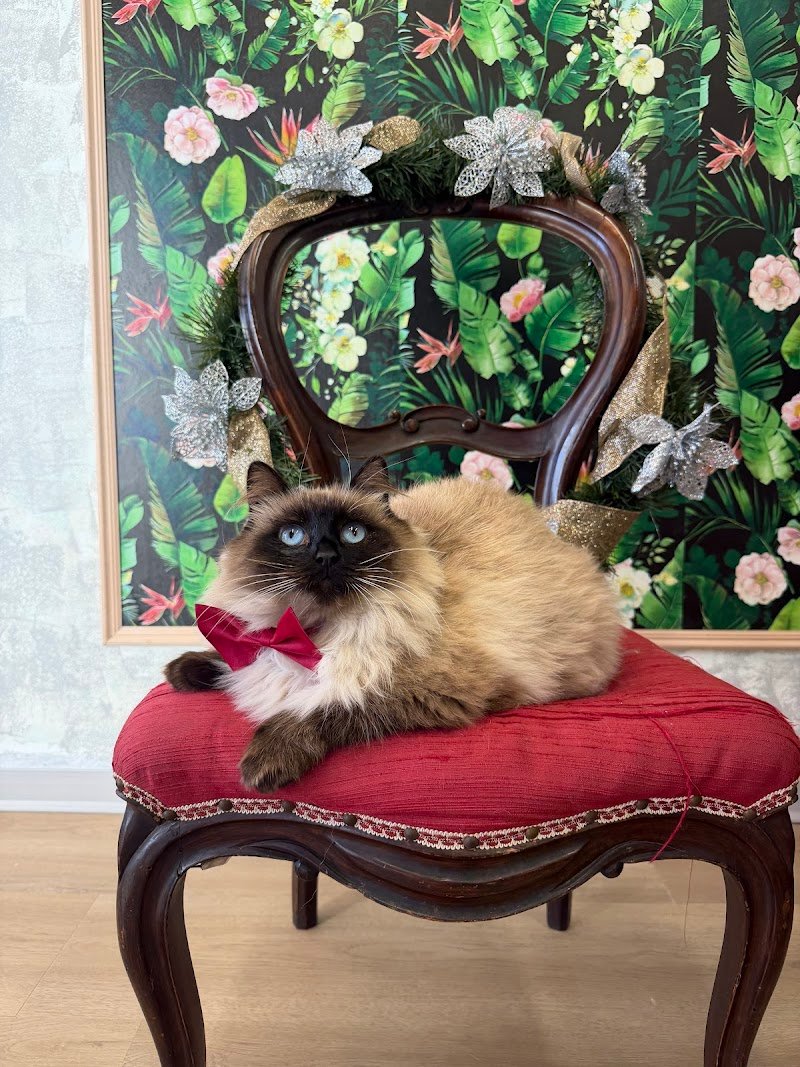 Bulli e Pupe Toelettatura - Foto 5