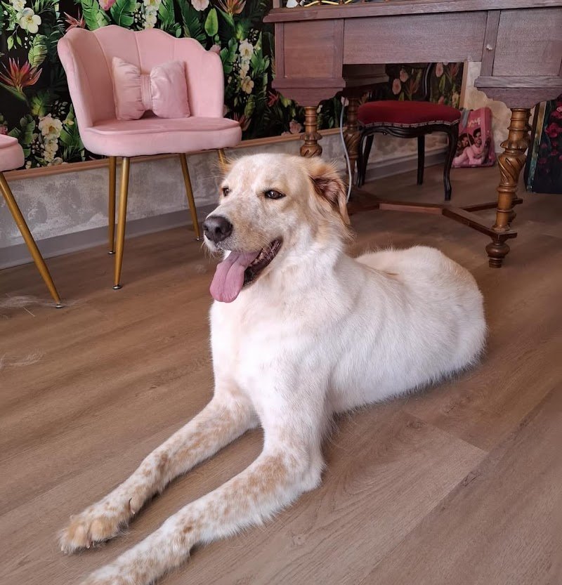 Bulli e Pupe Toelettatura - Foto 6