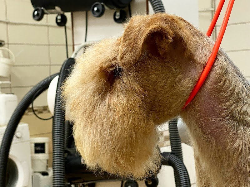 Bulli Store Di Agosta Fabio - Foto 1