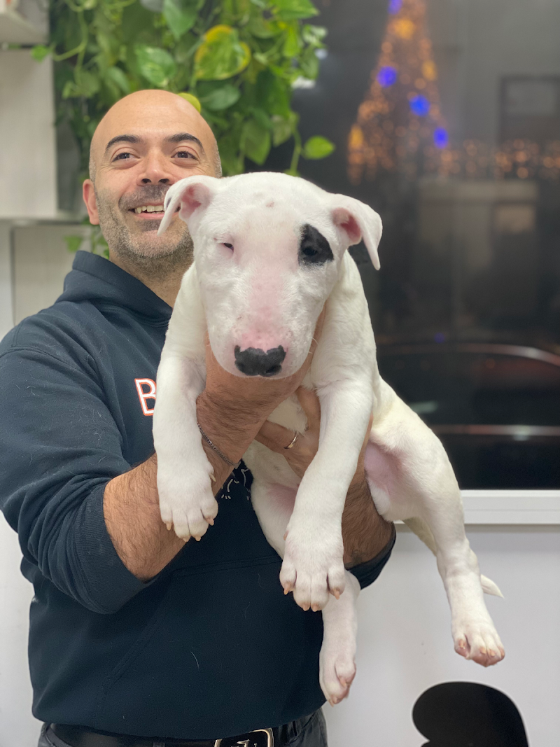 Bulli Store Di Agosta Fabio - Foto 3