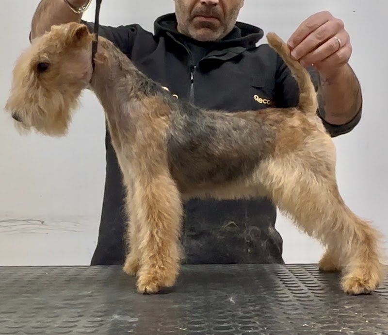 Bulli Store Di Agosta Fabio - Foto 4