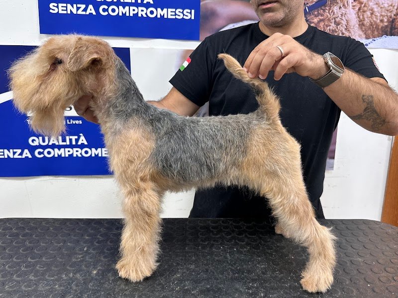 Bulli Store Di Agosta Fabio - Foto 5