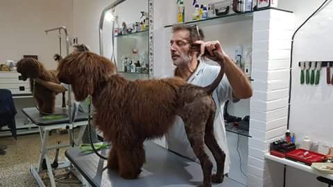 Bye bye pelo - Foto 1