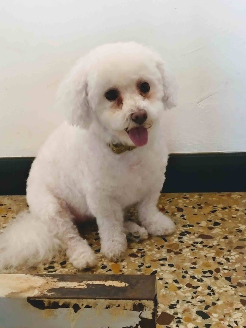 Bye bye pelo - Foto 4