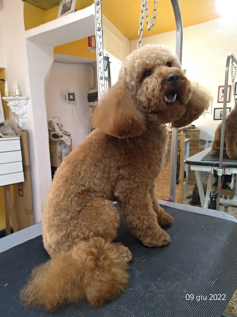 Bye bye pelo - Foto 6