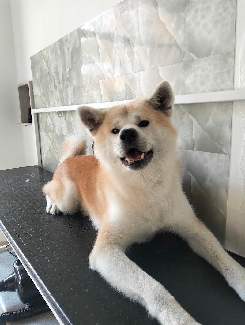 Byron Grooming salon | Toelettatura professionale a Gravina in Puglia - Foto 1