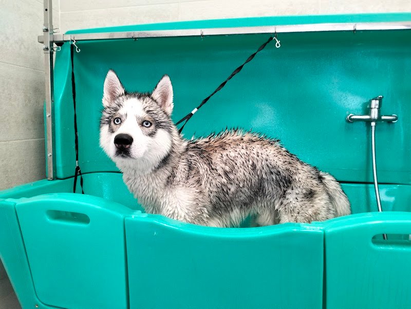 Byron Grooming salon | Toelettatura professionale a Gravina in Puglia - Foto 4