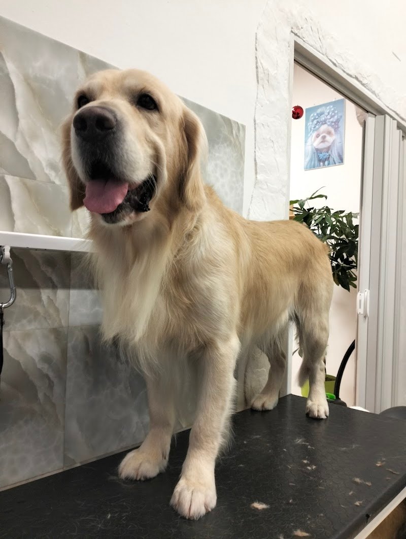 Byron Grooming salon | Toelettatura professionale a Gravina in Puglia - Foto 5