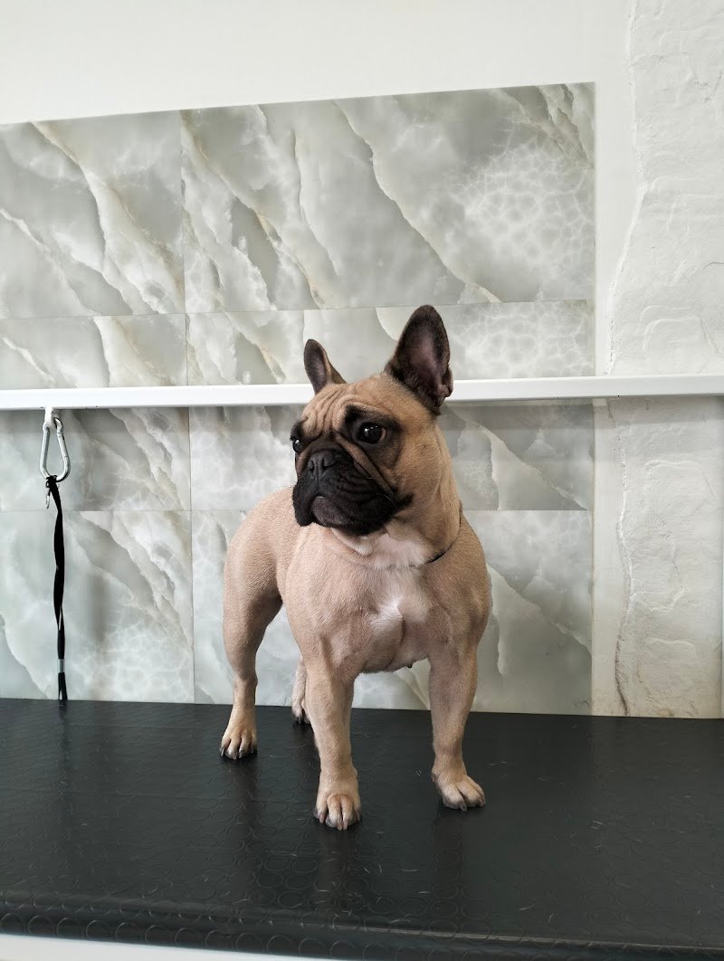 Byron Grooming salon | Toelettatura professionale a Gravina in Puglia - Foto 6