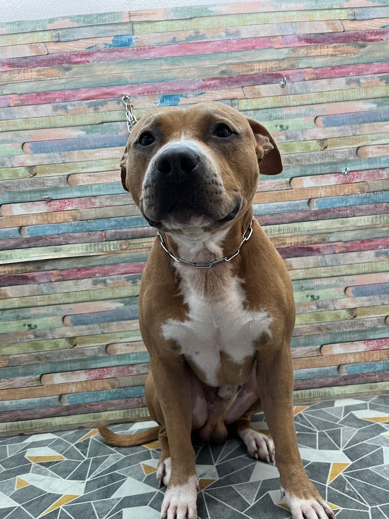 CAN CONTENTO - Foto 1