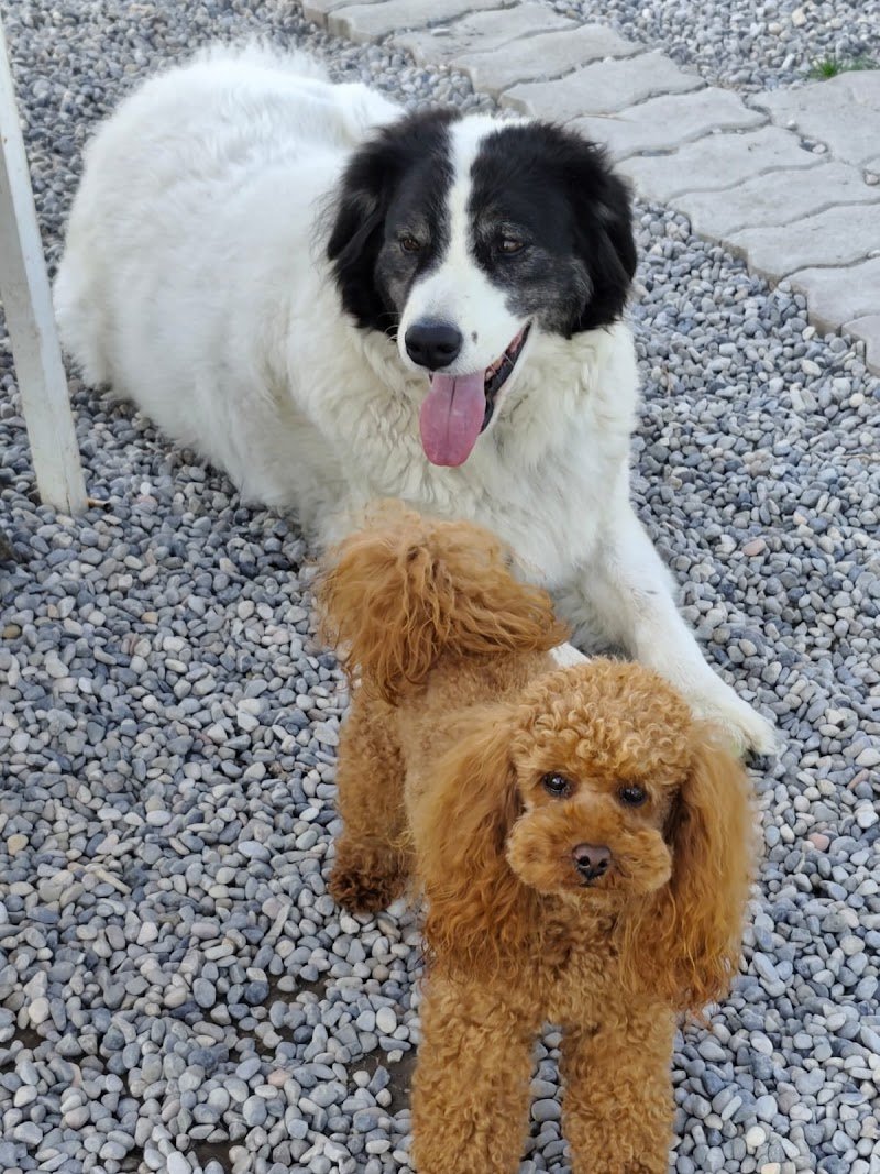 CAN CONTENTO - Foto 6