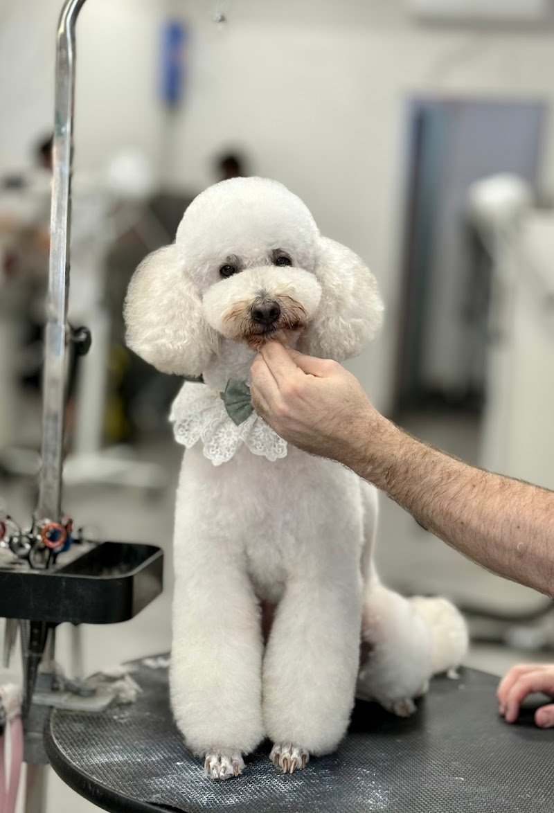 Can'é dogsalon - Foto 1