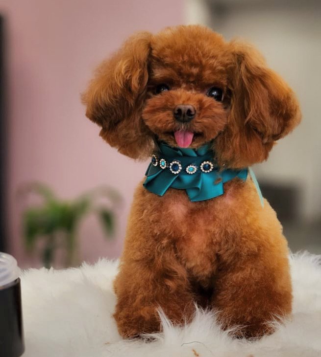 Can'é dogsalon - Foto 2