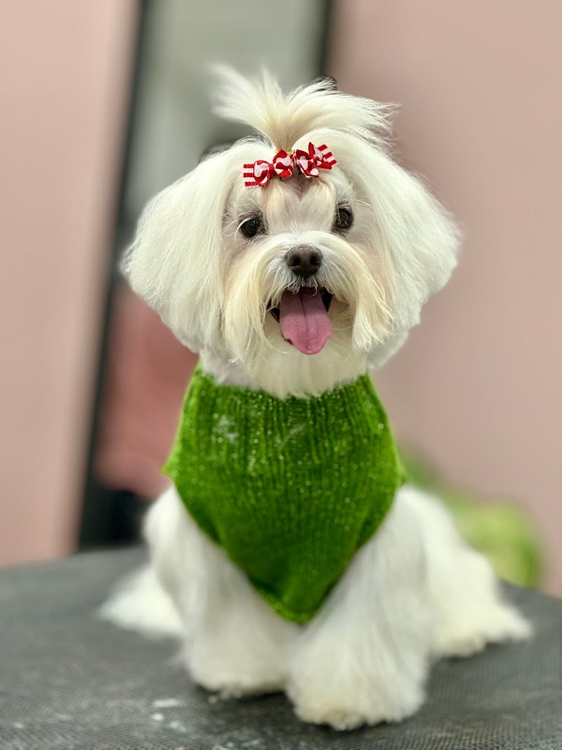 Can'é dogsalon - Foto 3