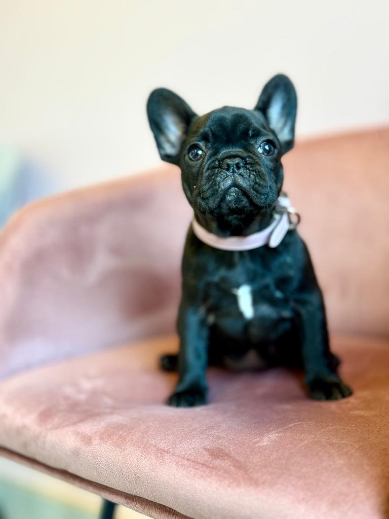 Can'é dogsalon - Foto 4