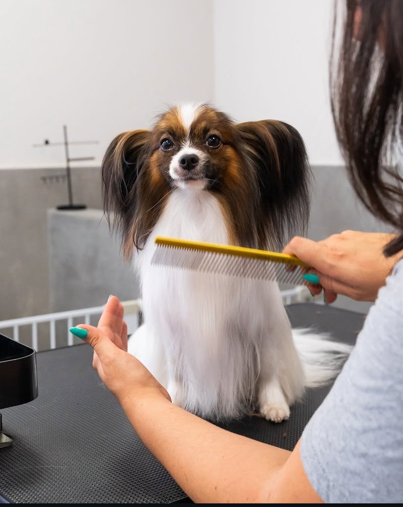 Can'é dogsalon - Foto 6