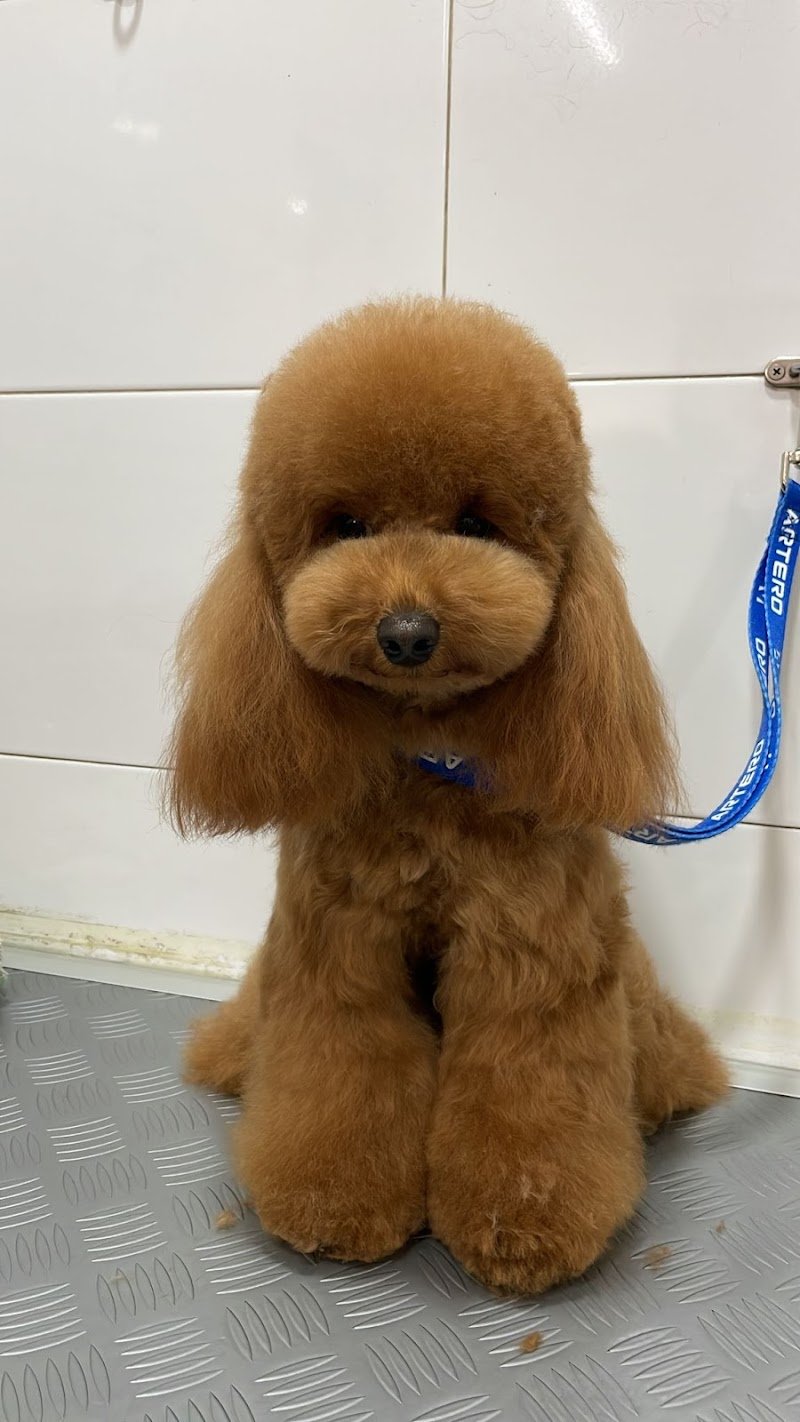 Cane & gatto Toelettatura - Foto 5